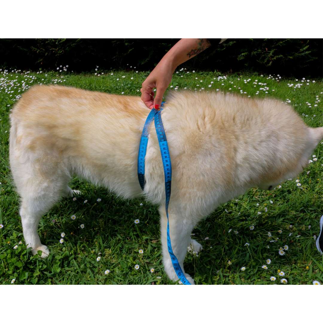 Tactical Harness Warrior Blue