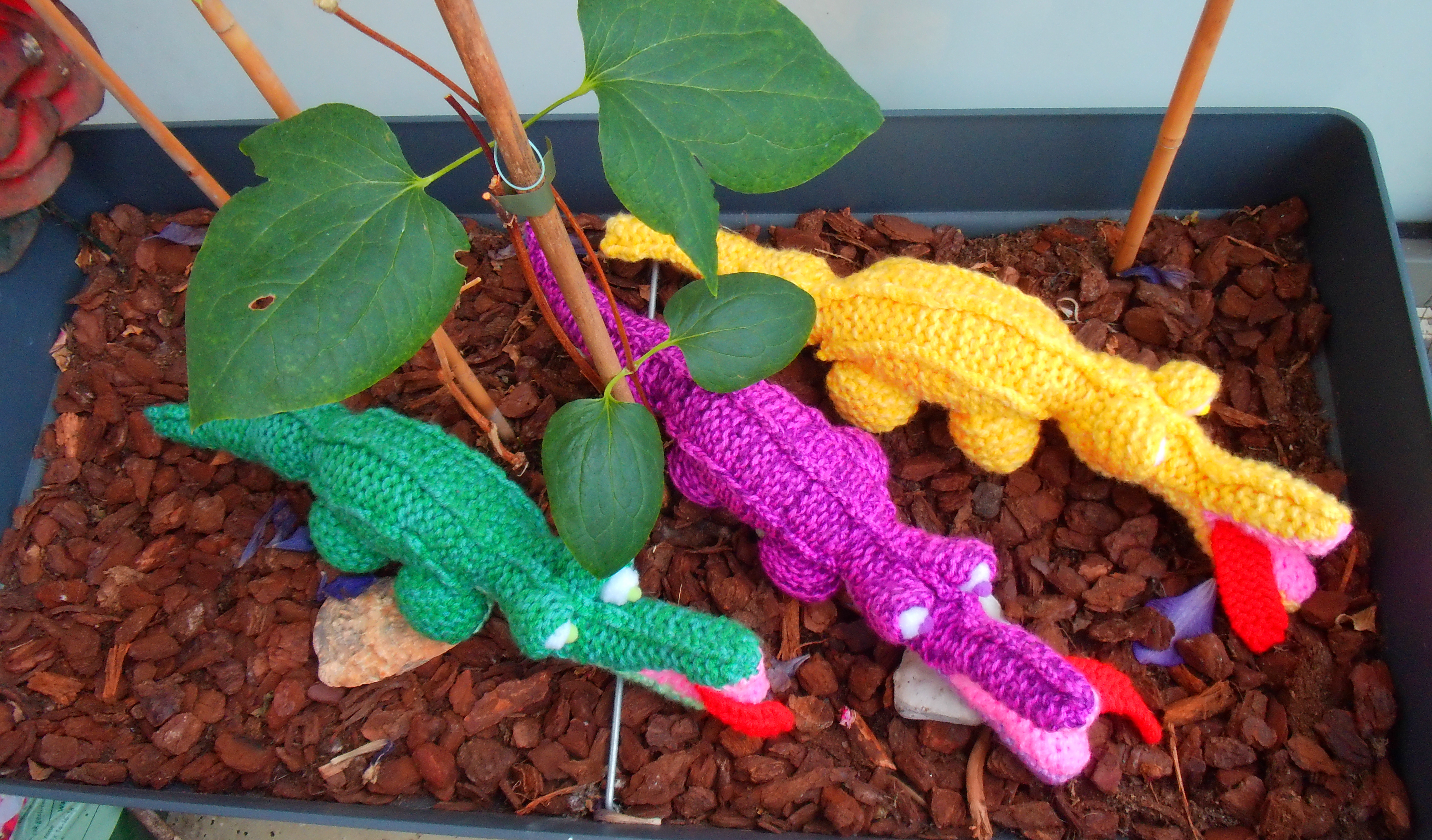 Unique little crocodiles