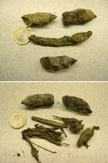 Popo de Gato Cimarron