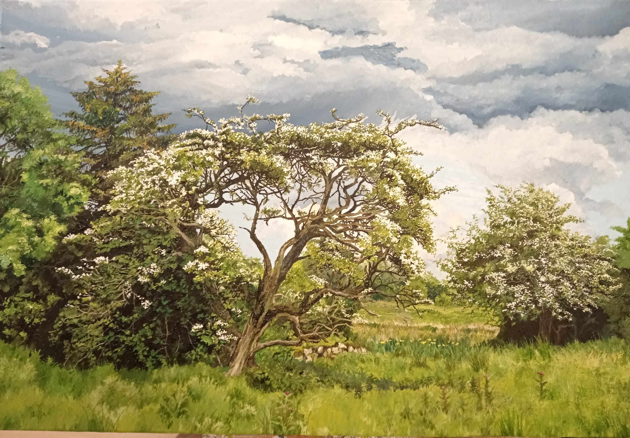 Peter McSweeney - Hawthorn in May