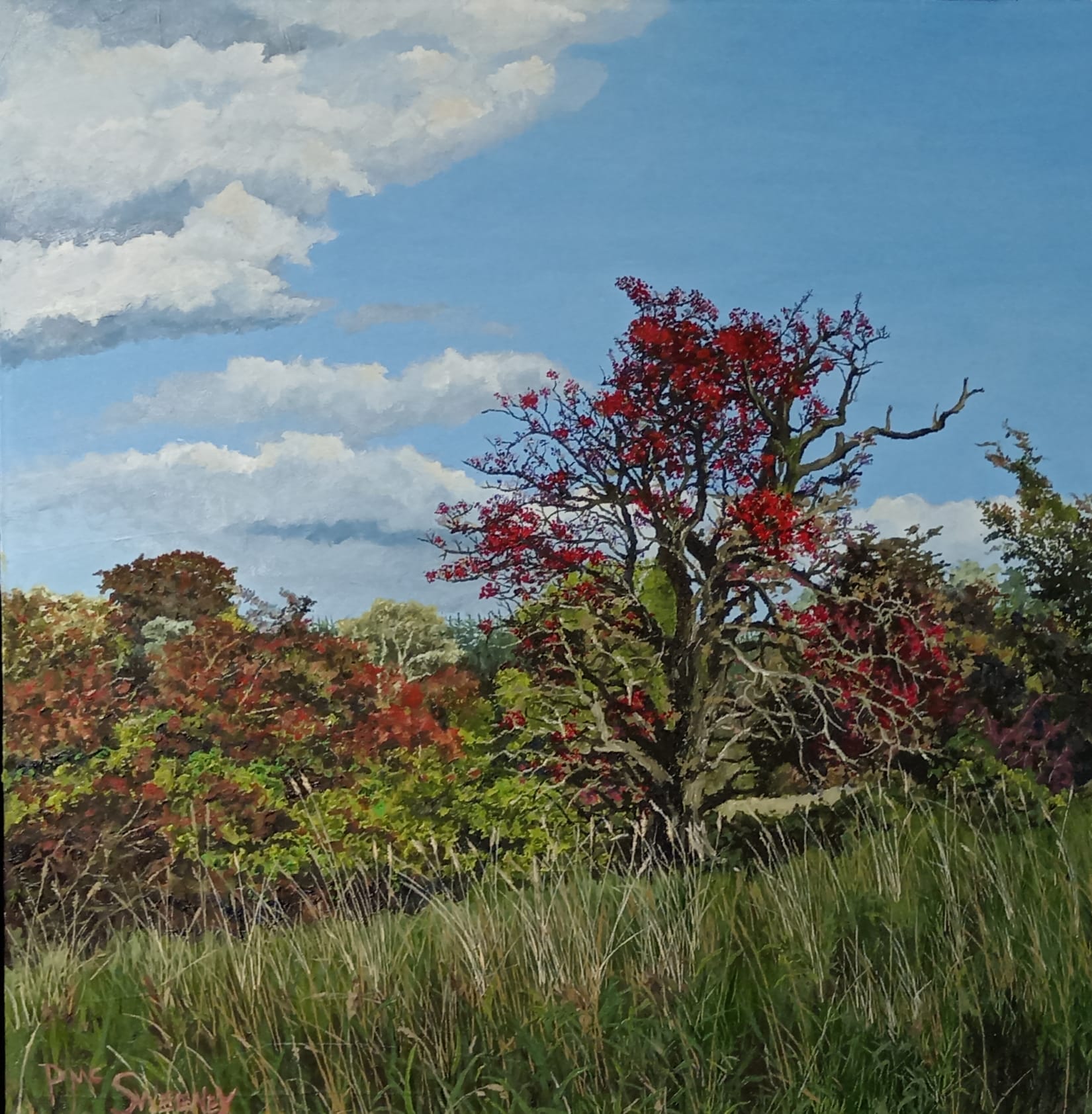 Peter McSweeney - Hawthorn in Autumn