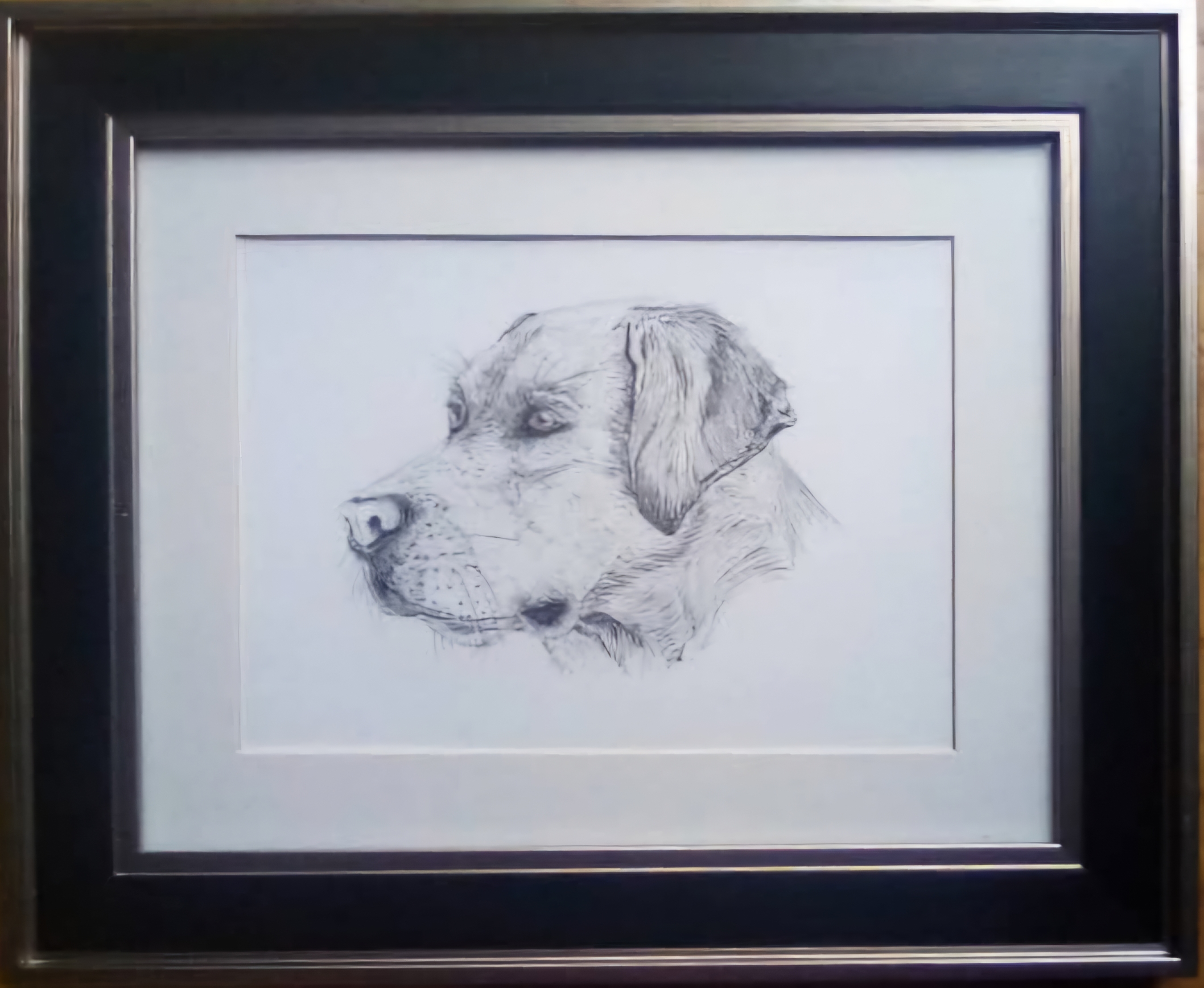 Elaine Hunt - Brody The Labrador