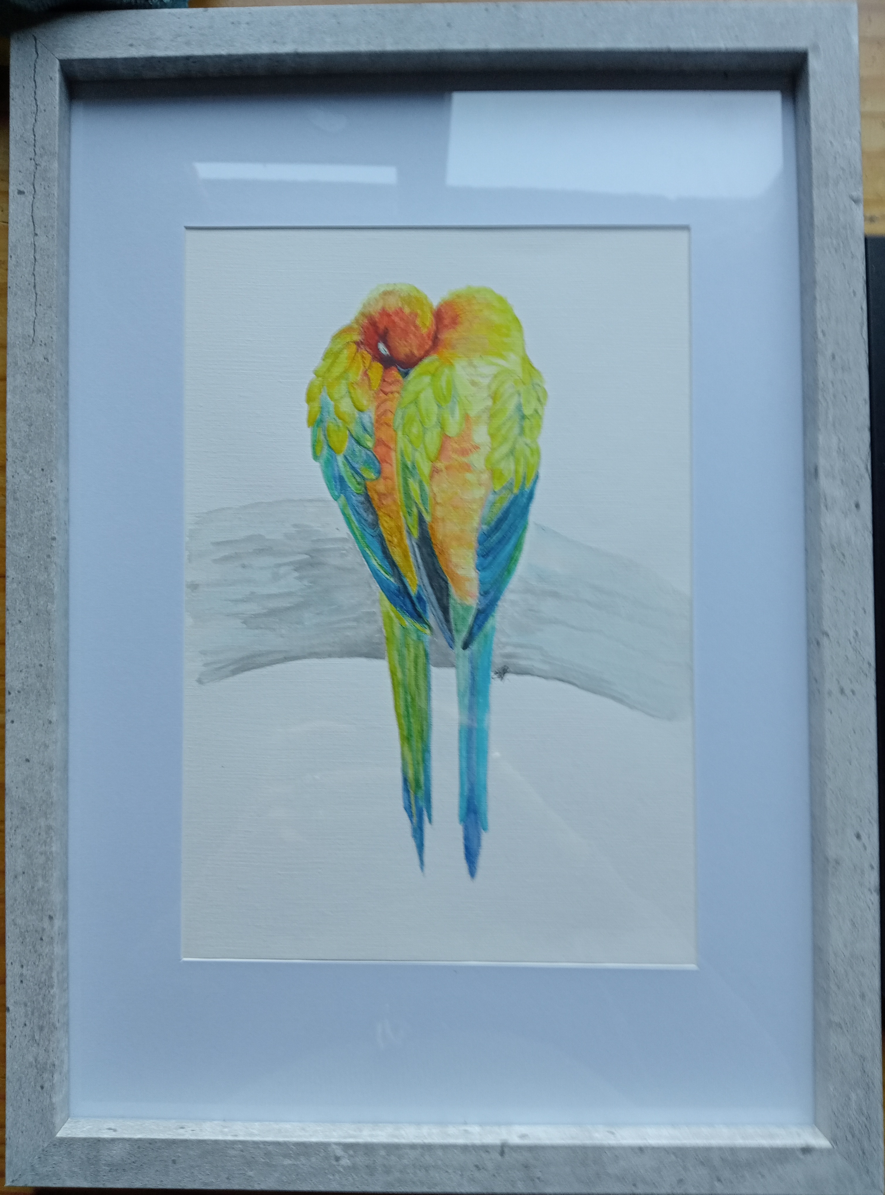 Elaine Hunt -  Sun conures