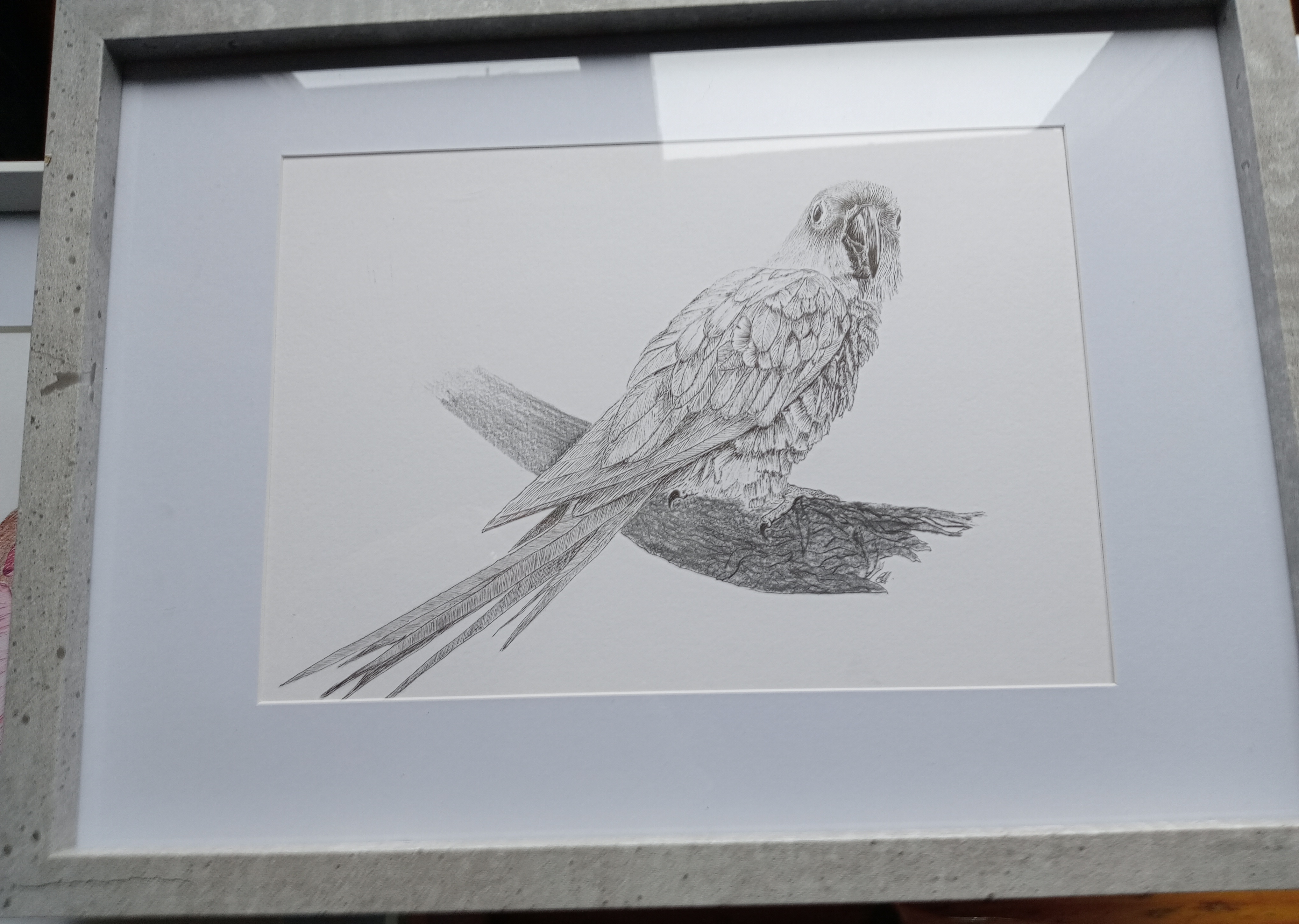 Elaine Hunt -  Sun conure