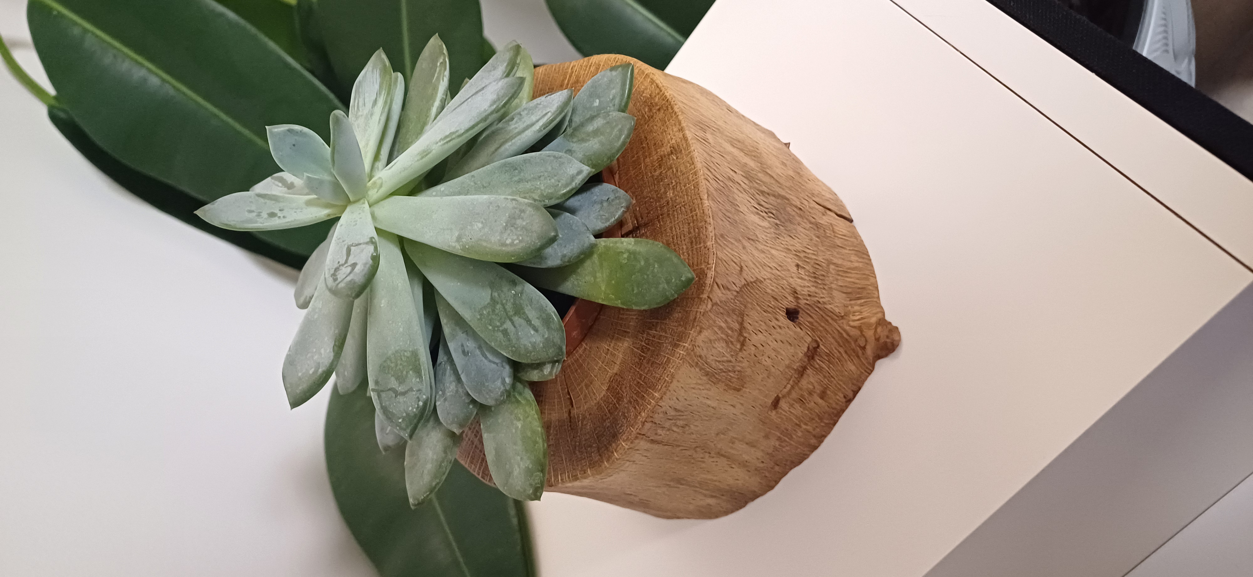 Ąžuolinis vazonėlis