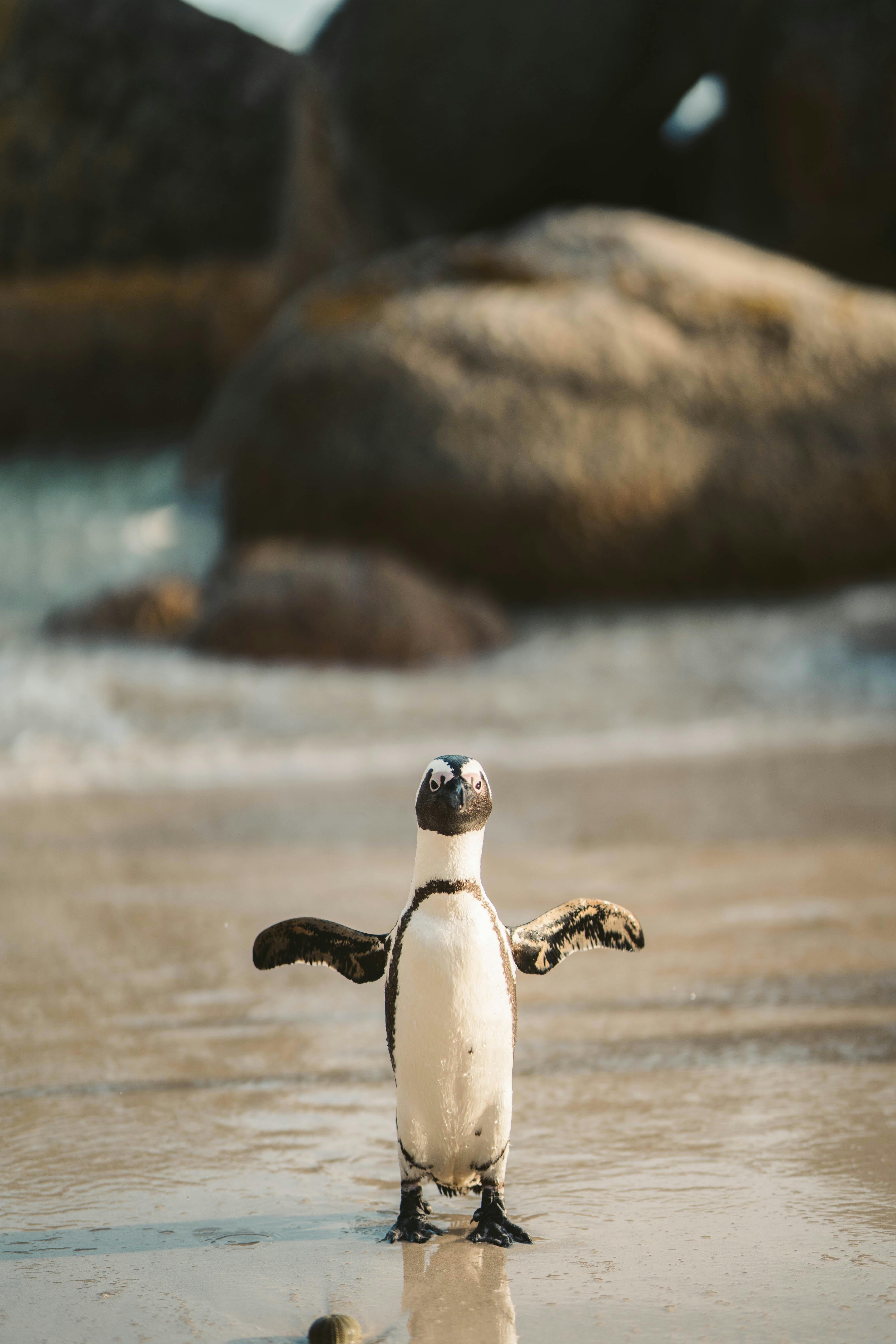 Sudafrica, tra safari e Città del Capo