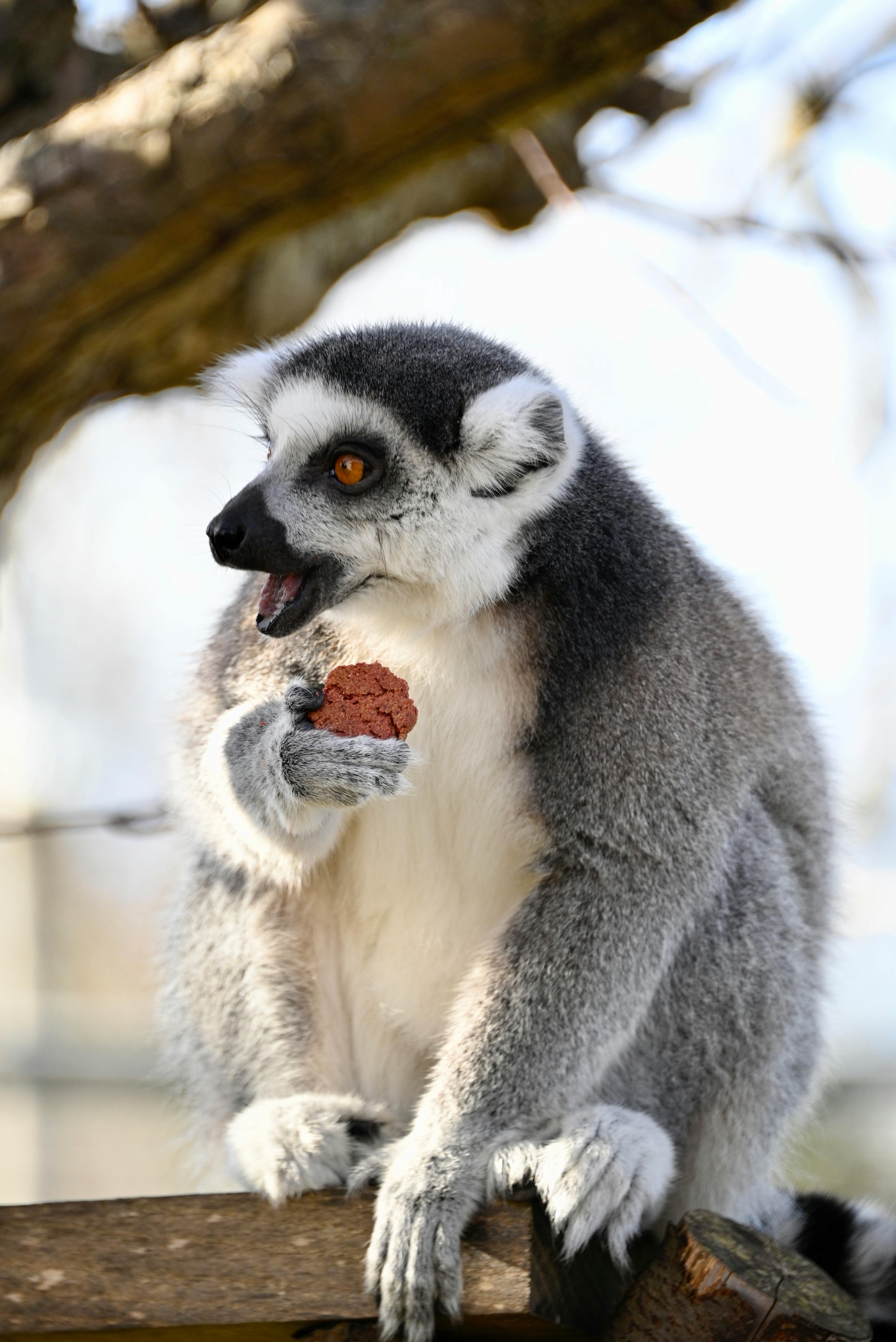 Sudafrica selvaggio e paradiso tropicale del Madagascar