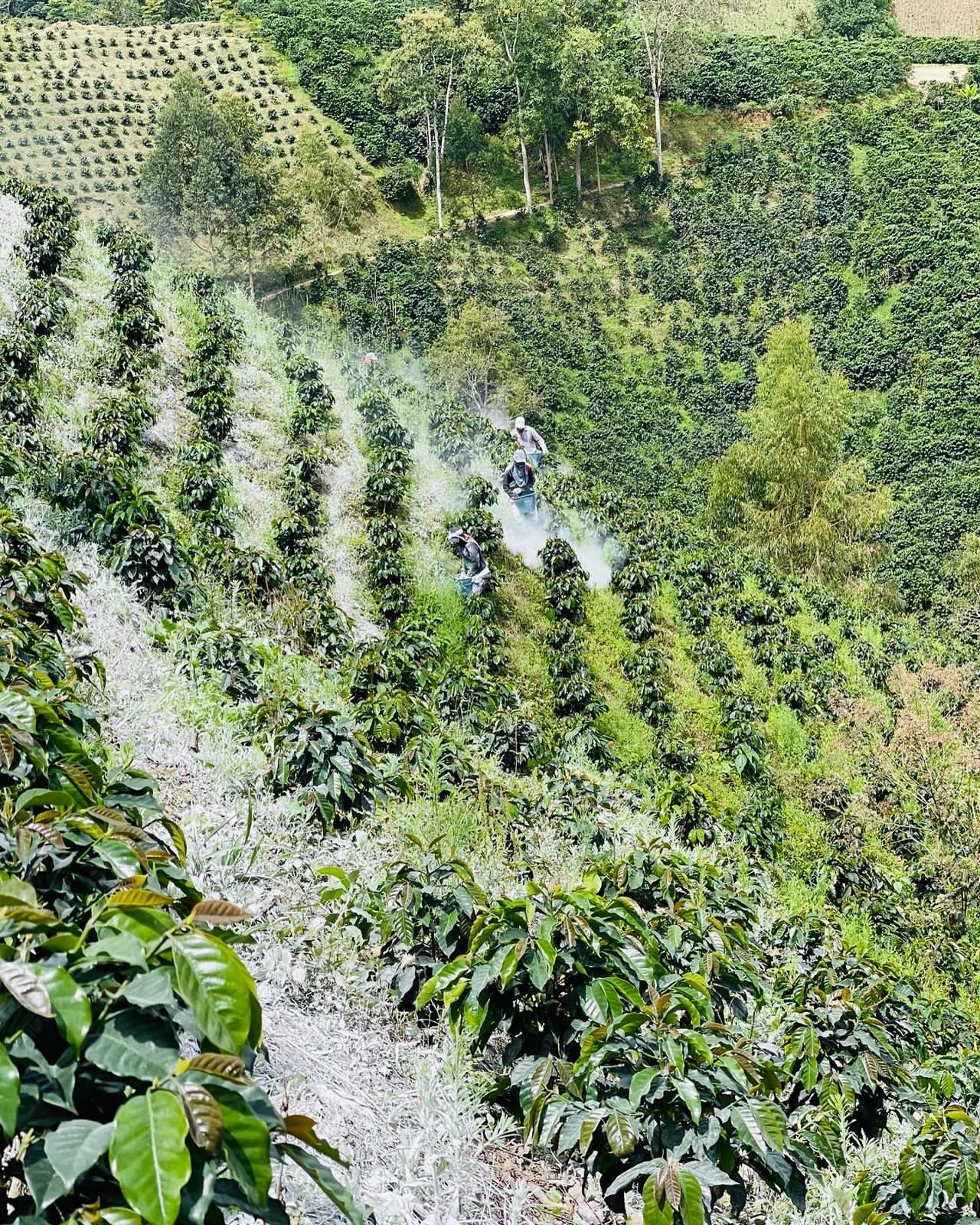 Gasca Geisha - 96h washed - Espresso