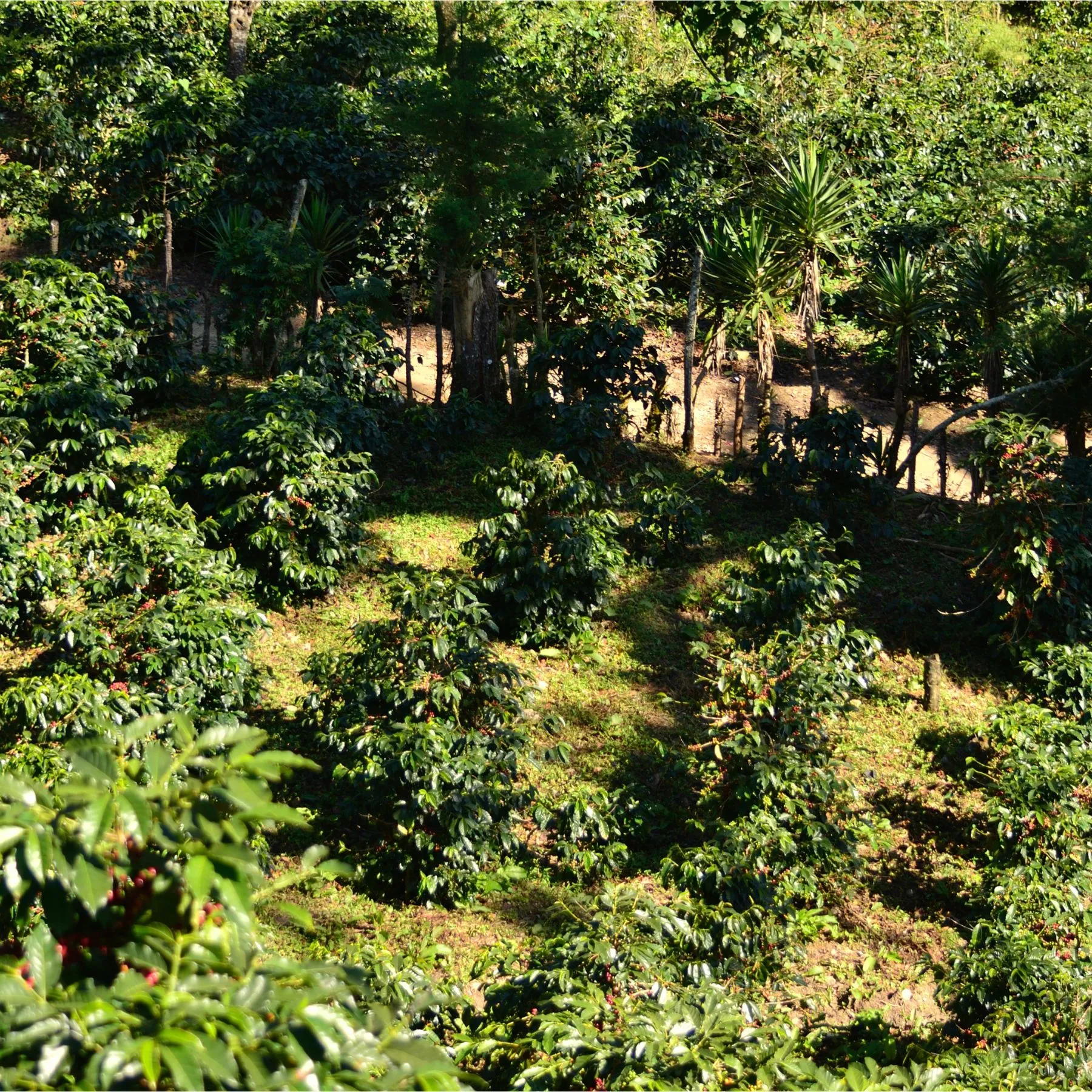 Los Arroyos - San Ramón - Washed