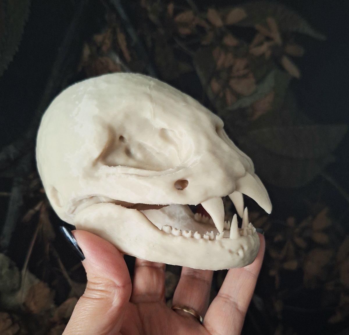 Vampire Bat Skull Replica - Large