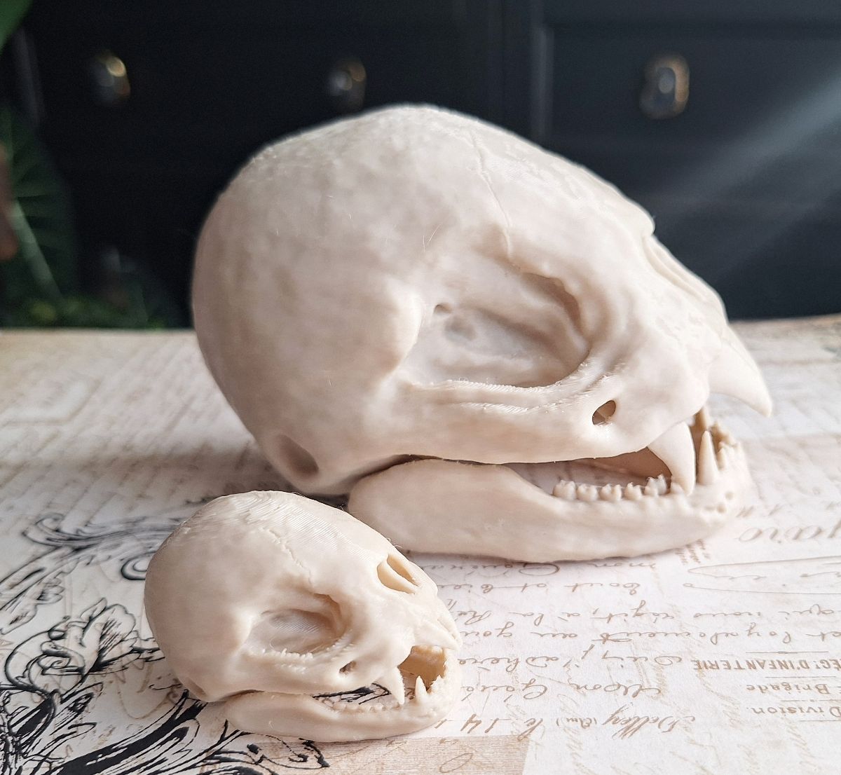 Vampire Bat Skull Replica - Life size