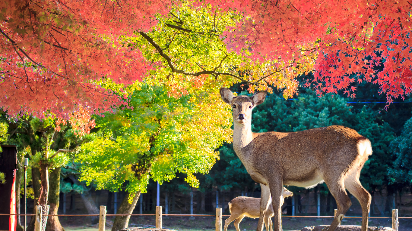 🌸 Japão 2026 – A Viagem dos Sentidos 