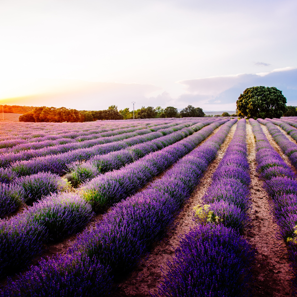 Campos de Lavanda Brihuega 5 a 7 de Julho