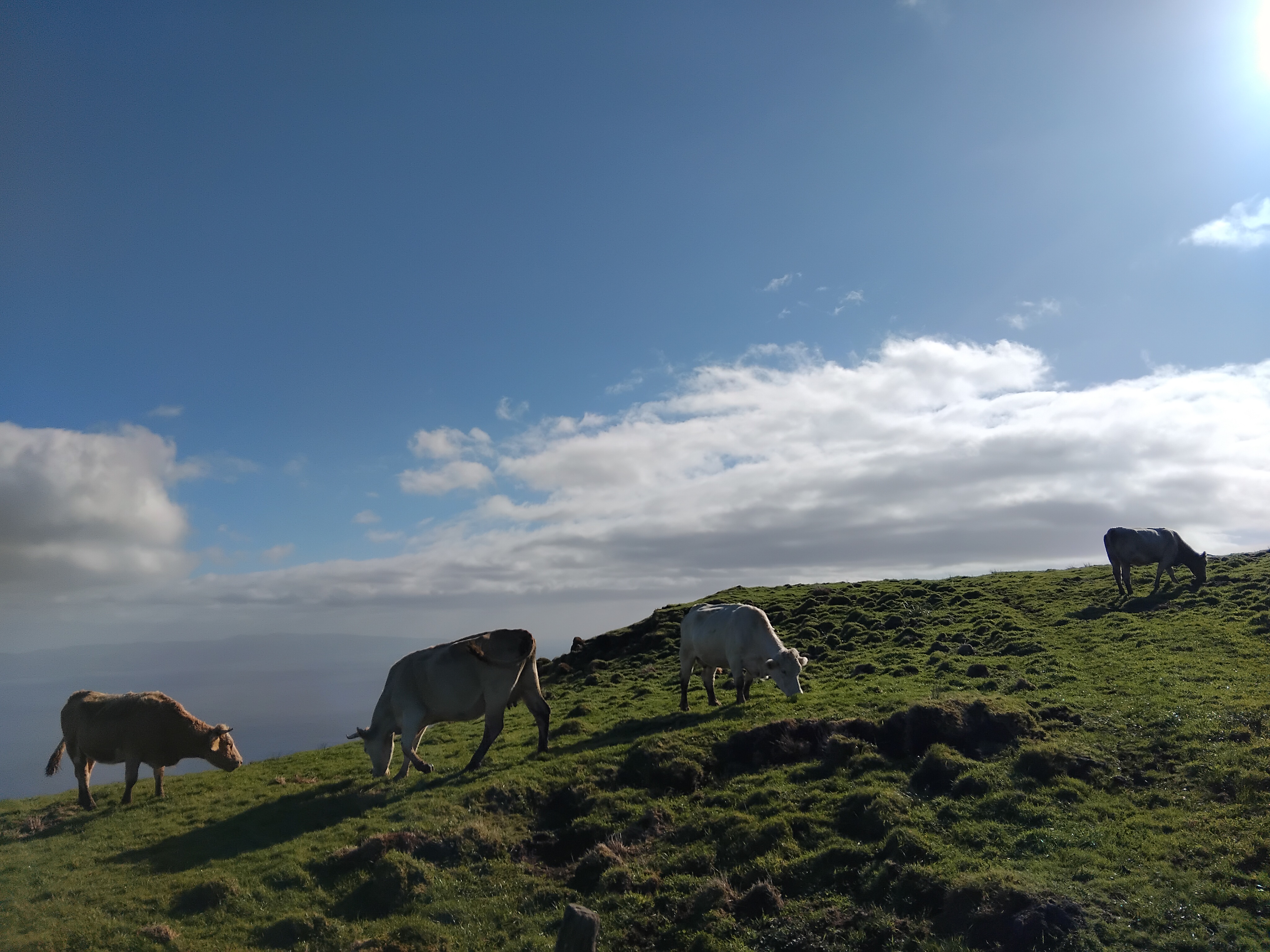 3 Ilhas  do Grupo Central- Faial, São Jorge e Pico -23 -26 de Julho