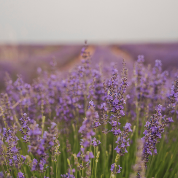 Campos de Lavanda Brihuega 5 a 7 de Julho