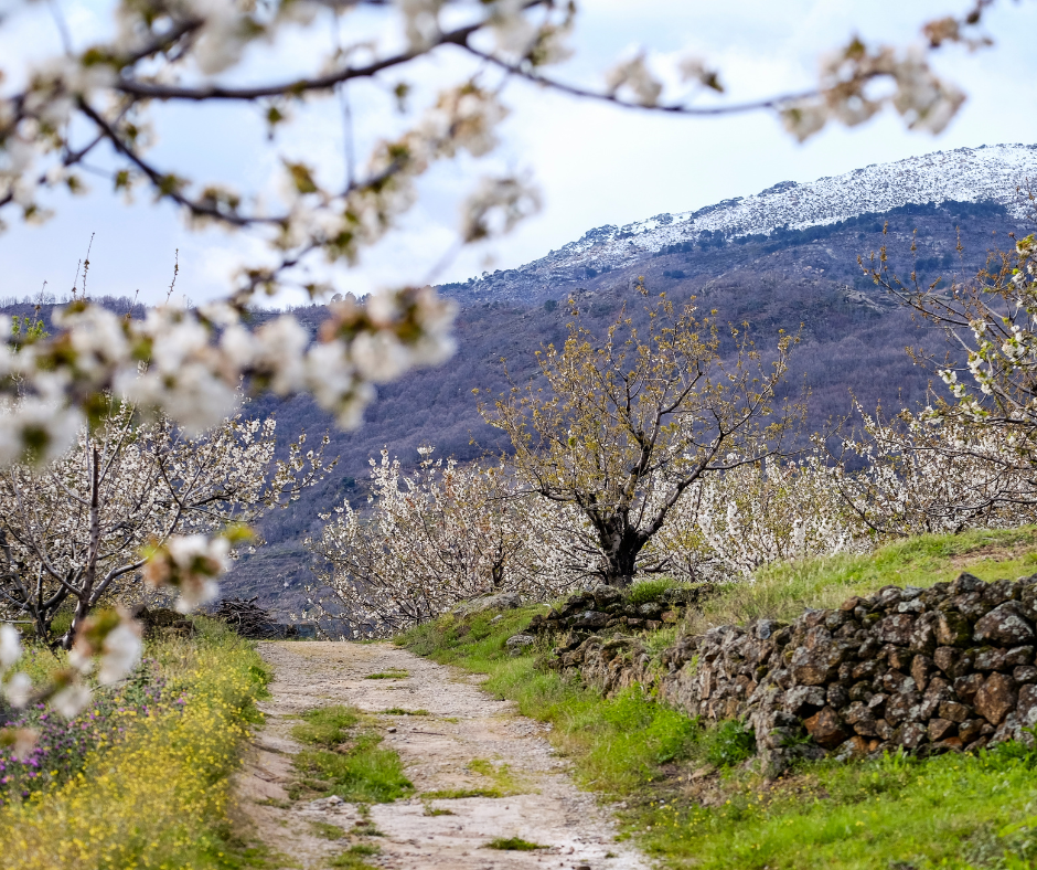 Cerejas Valle Del Jerte 23 a 24 de Maio 