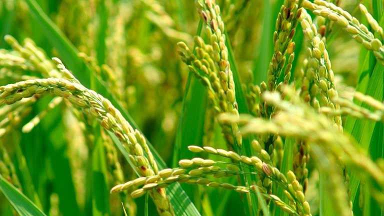 Semences de qualité supérieure