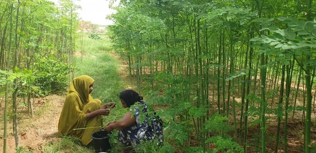 Semences de qualité supérieure