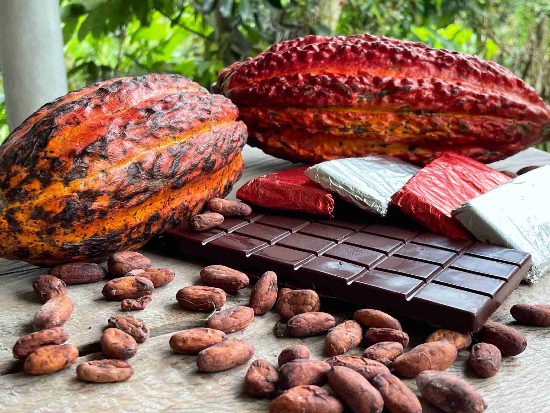 Cacao Tour