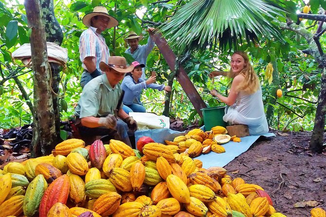 Cacao Tour