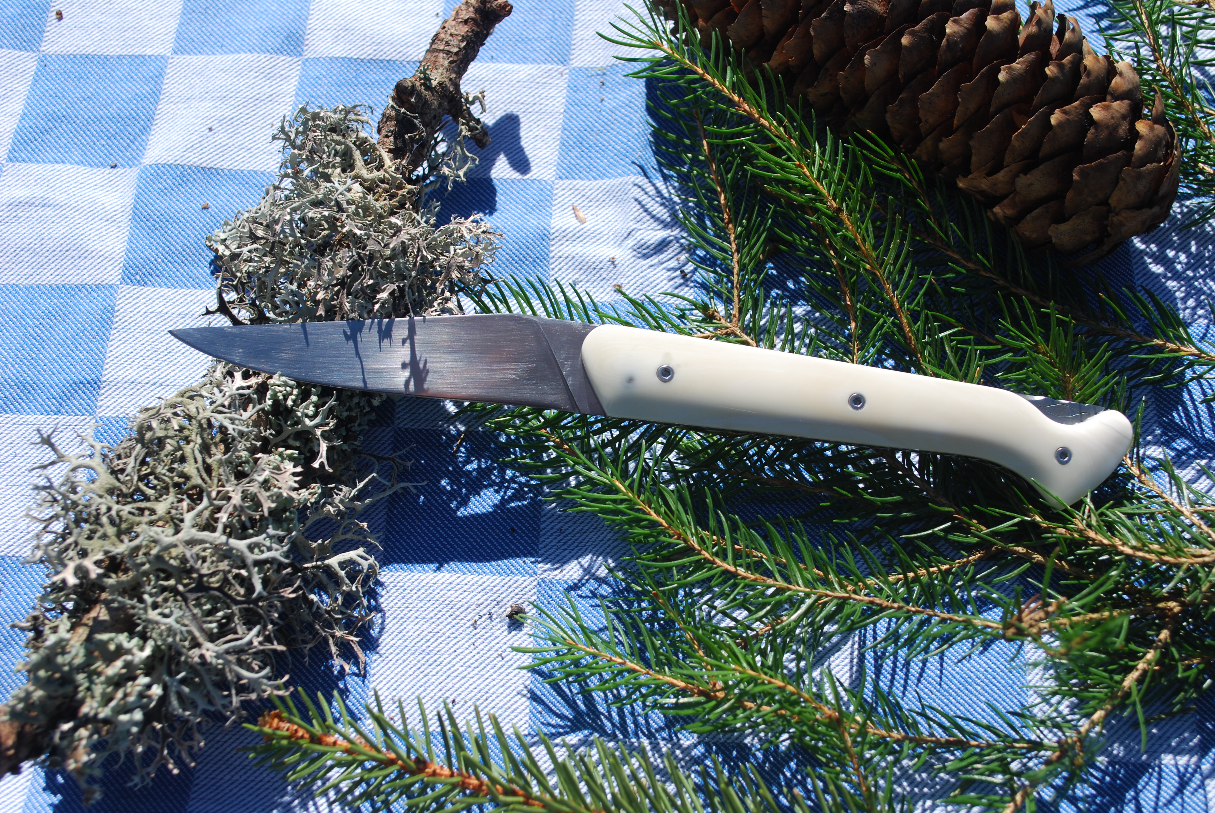 pompadour phacochère