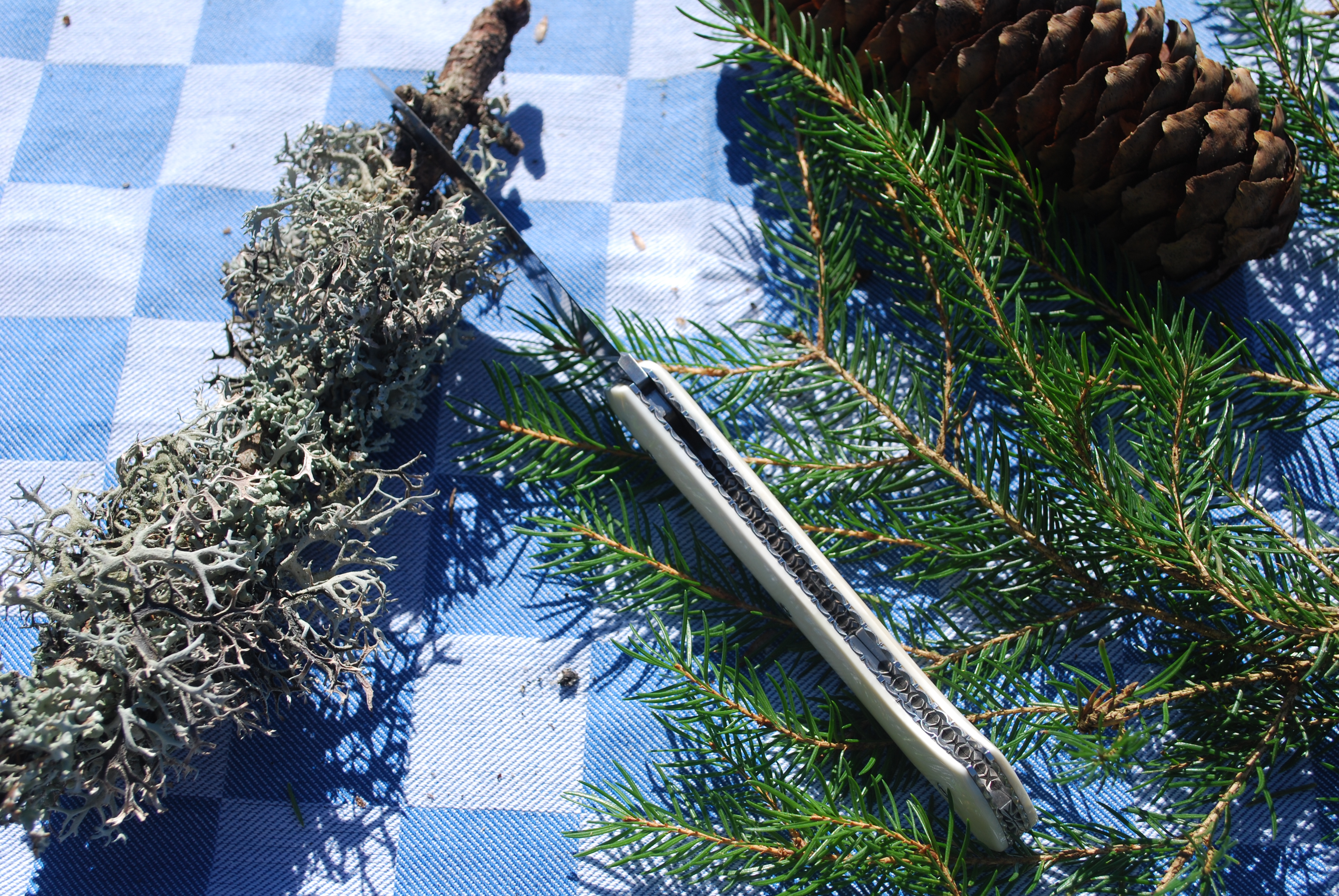 pompadour phacochère