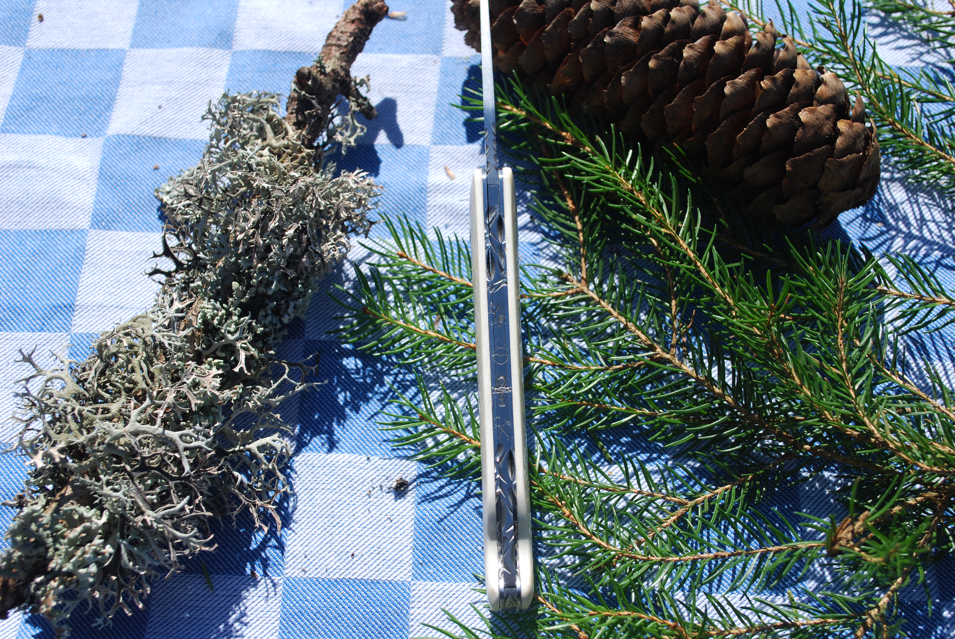 pompadour phacochère