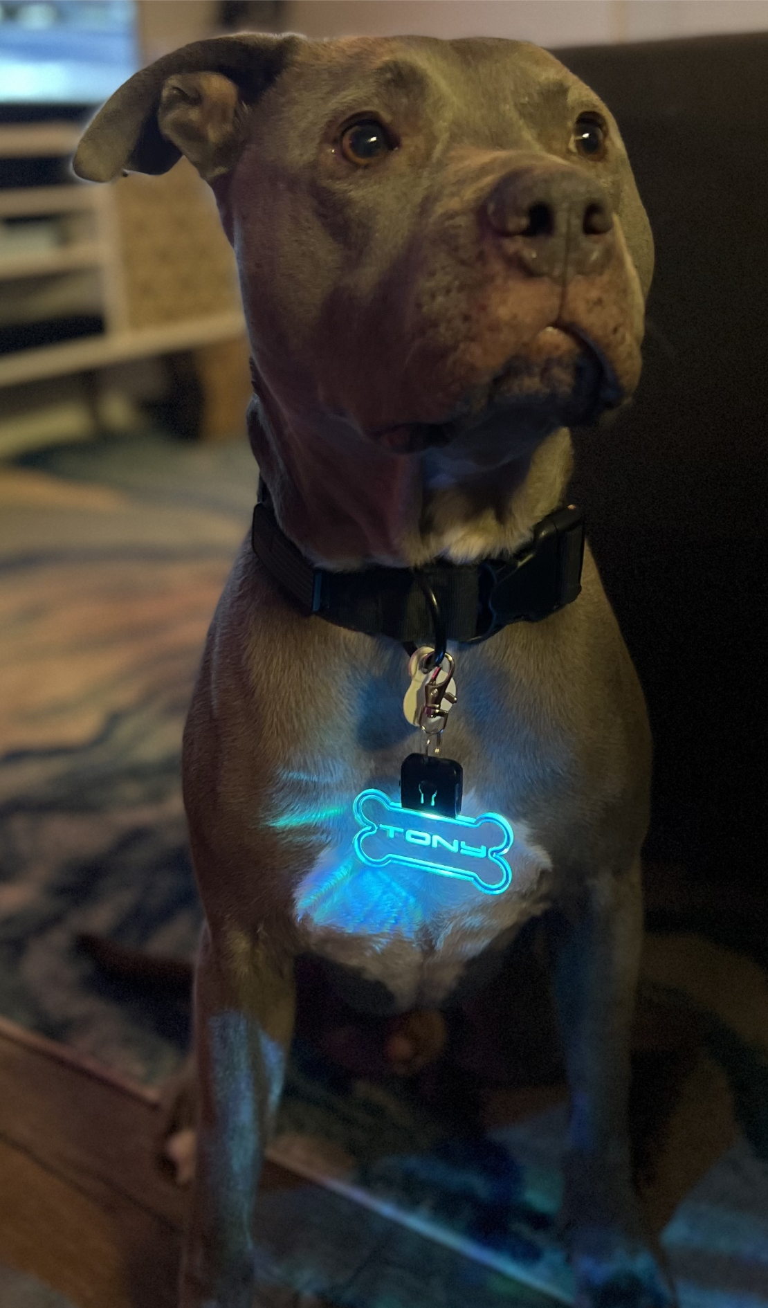 PERSONALIZED LED DOG TAG