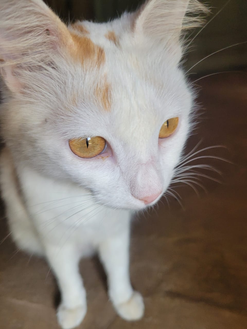 Sponsorship for Bastete