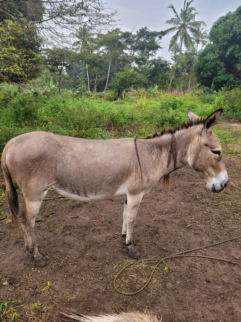 Sponsorship for Malaika