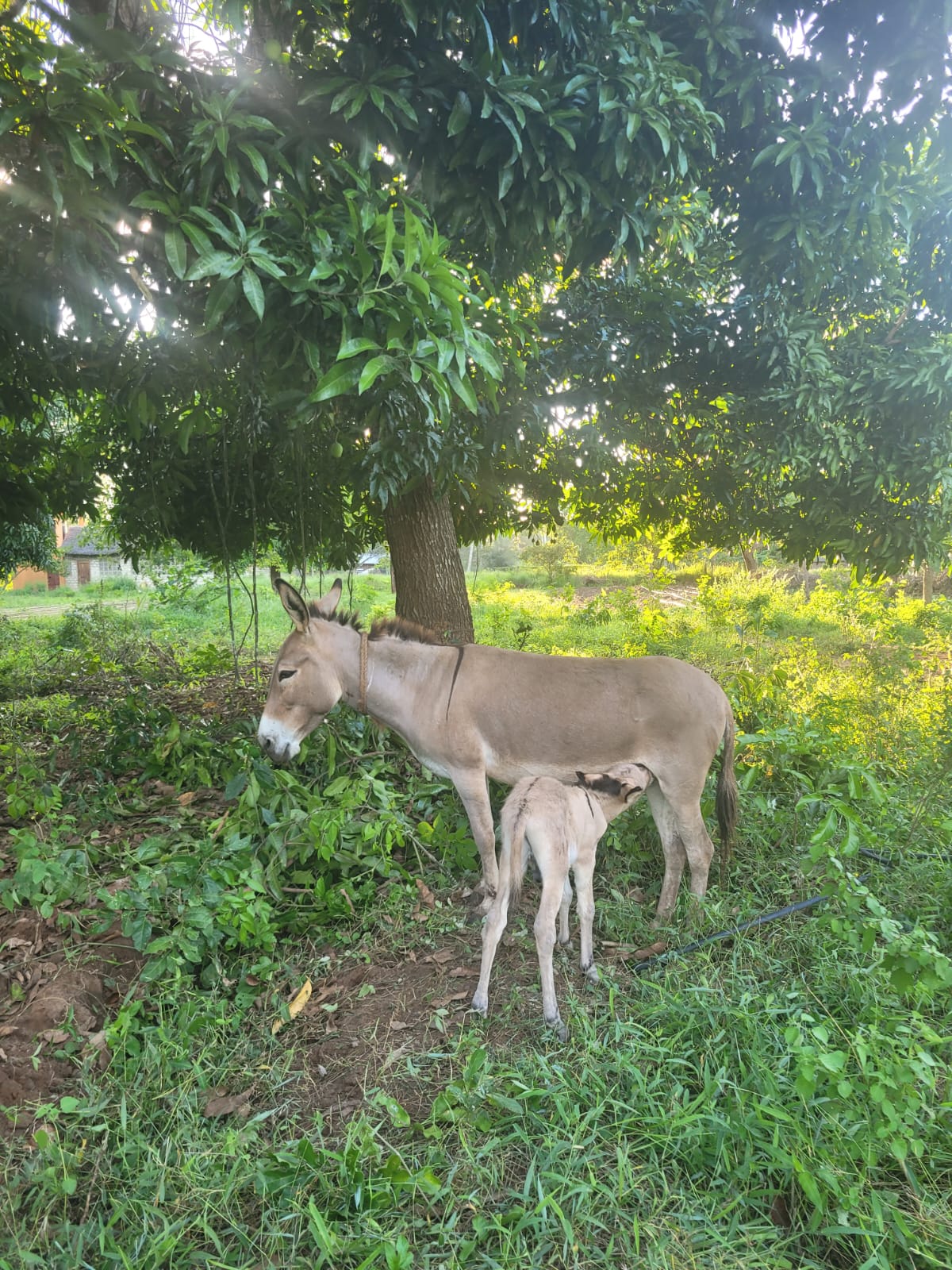 Sponsorship for Holly