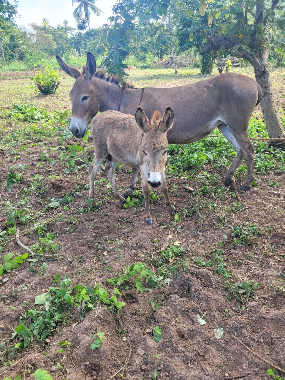 Sponsorship for Emilio