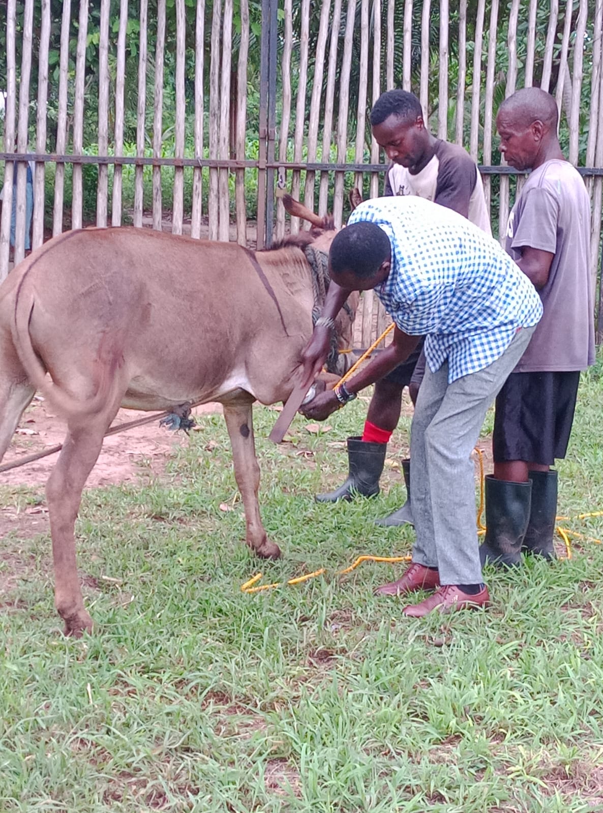 Hoof treatment for the donkeys