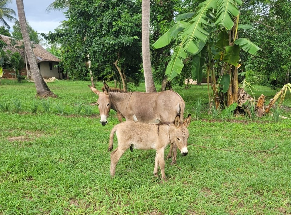 Sponsorship for Emilio