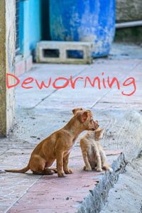 Pet Deworming Service