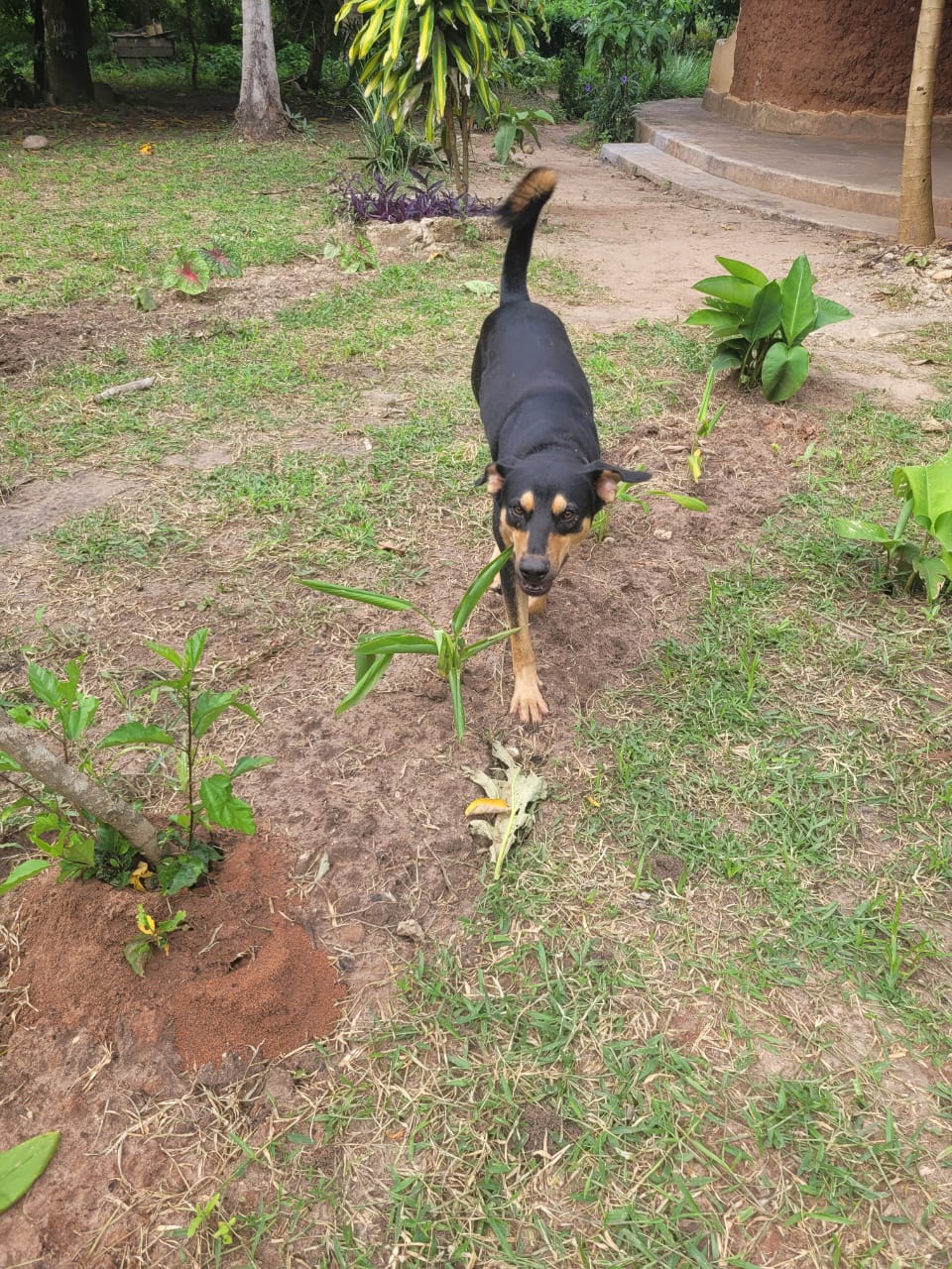 Sponsorship for Tommy