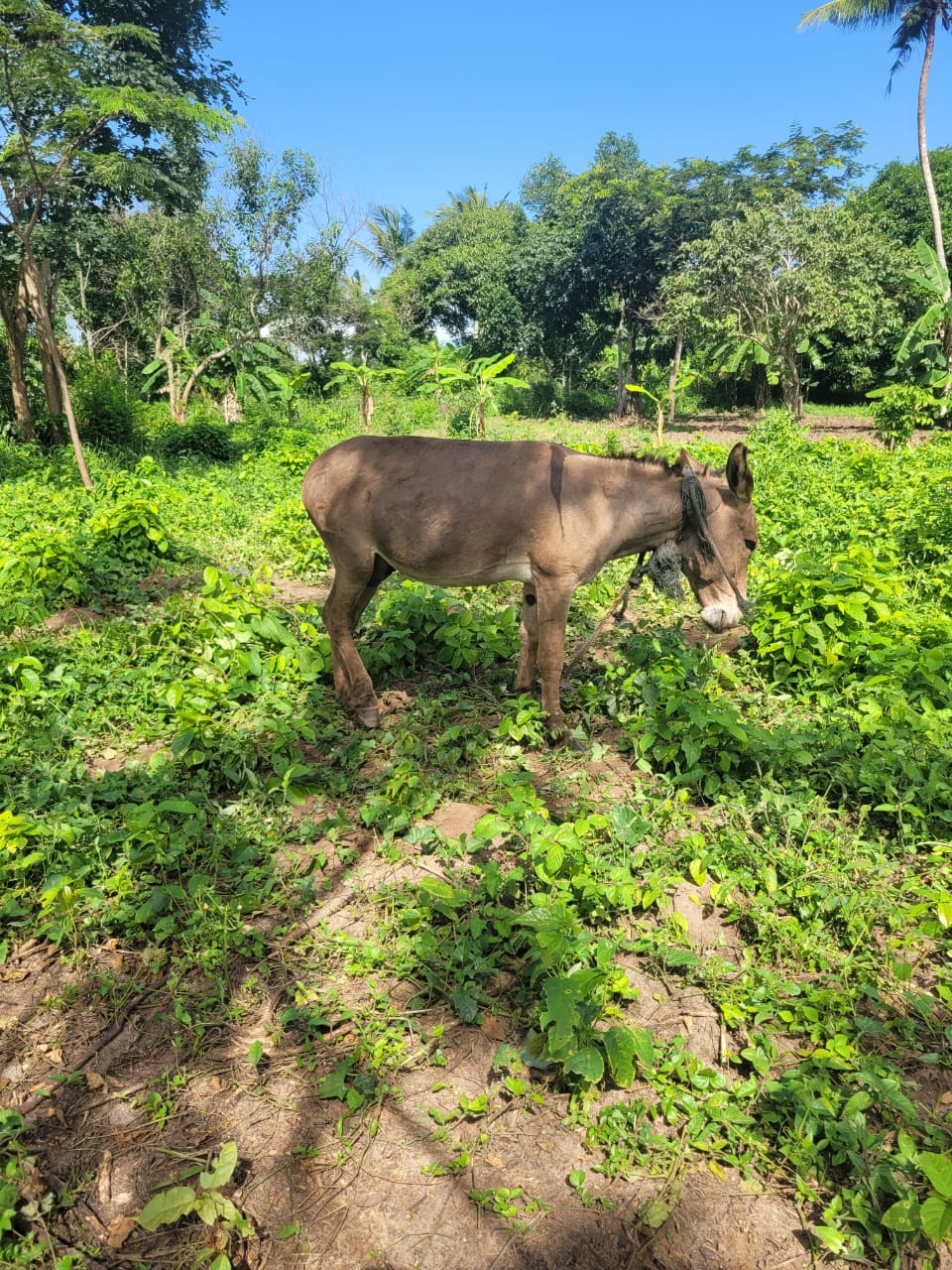 Sponsorship for Malaika