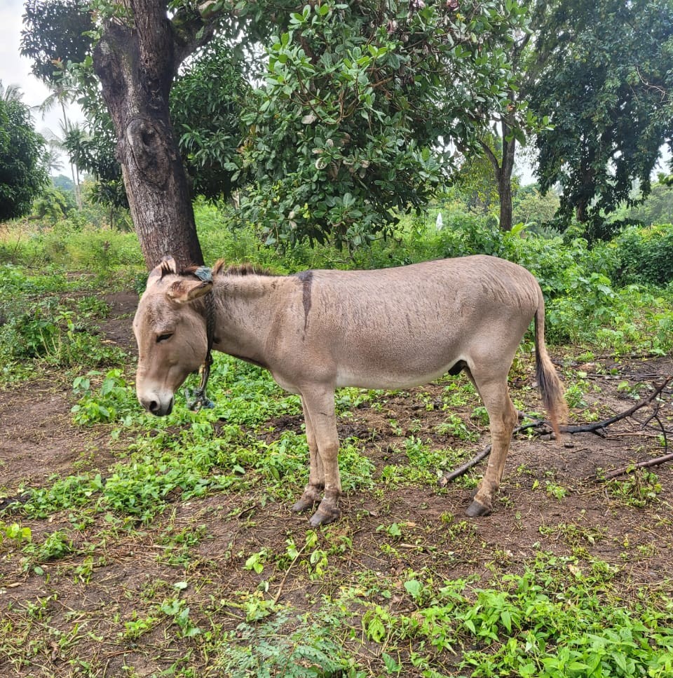 Sponsorship for Holly