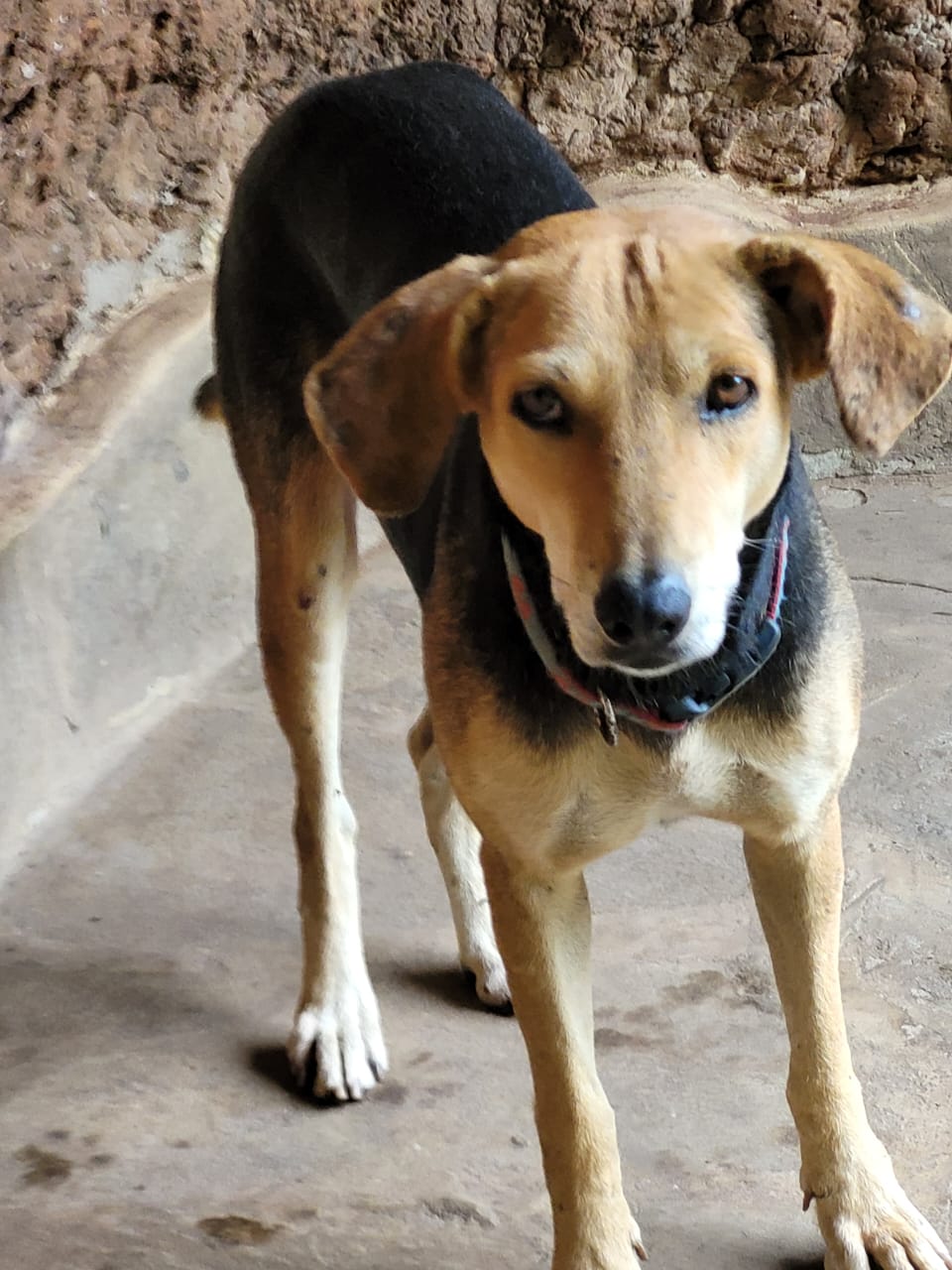 Sponsorship for Tatu