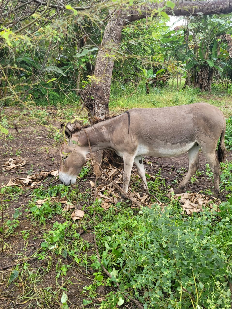 Sponsorship for Malaika