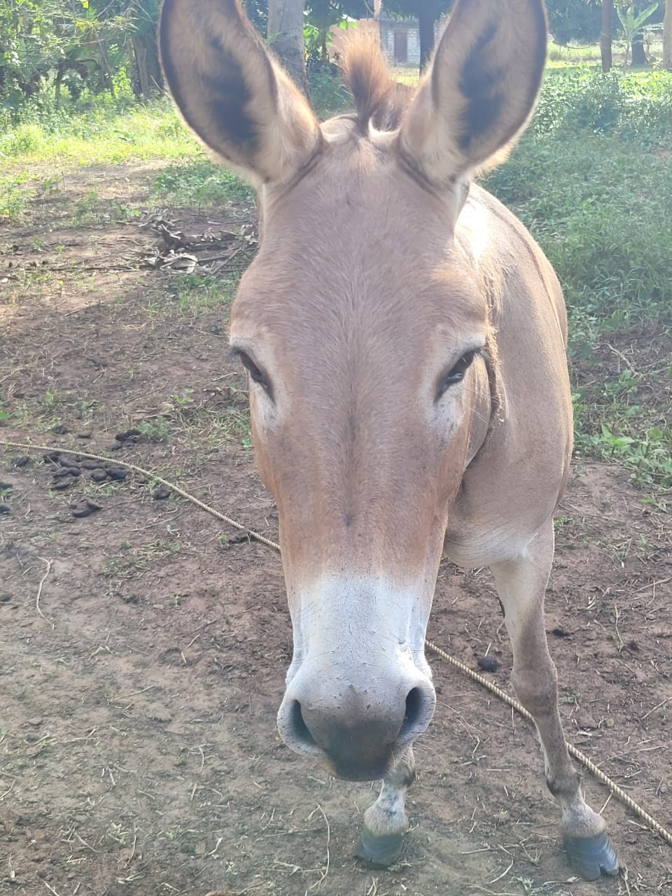 Sponsorship for Holly