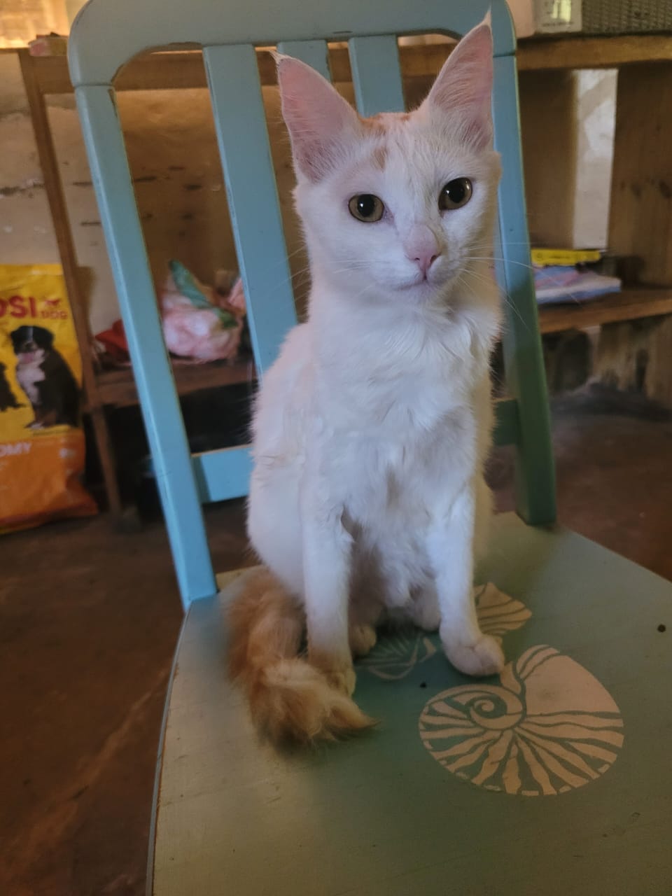 Sponsorship for Bastete