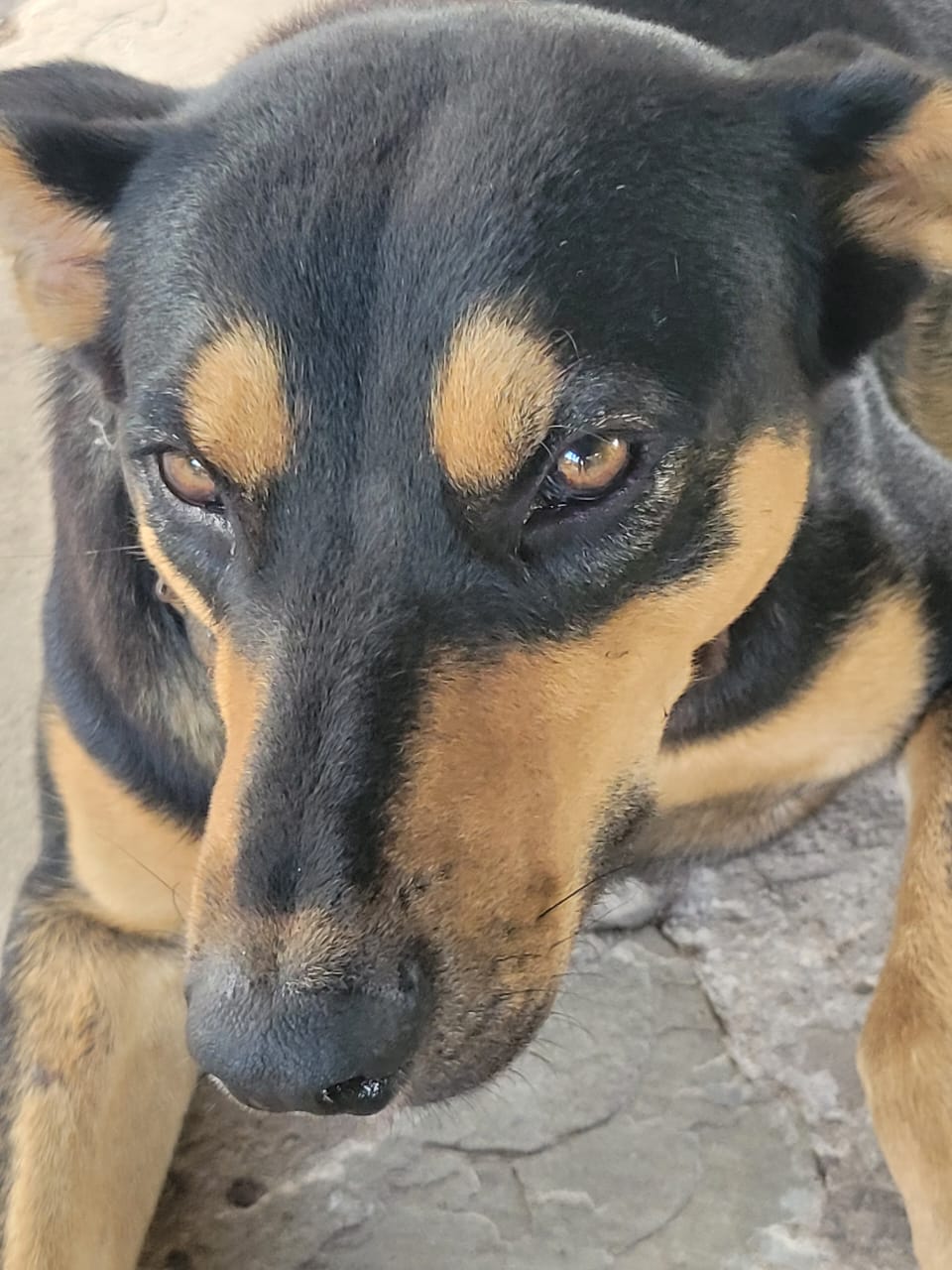 Sponsorship for Tommy