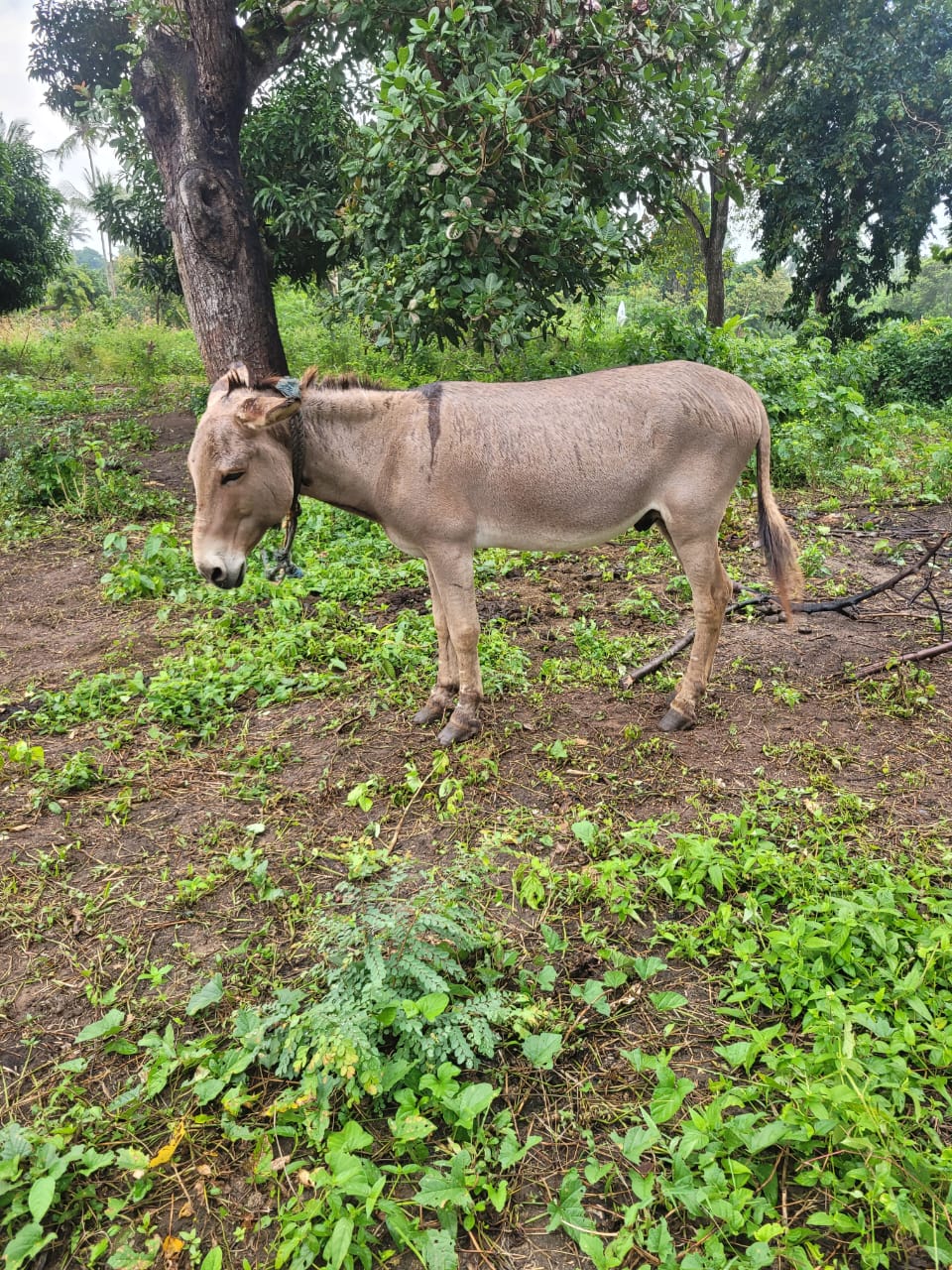 Sponsorship for Holly