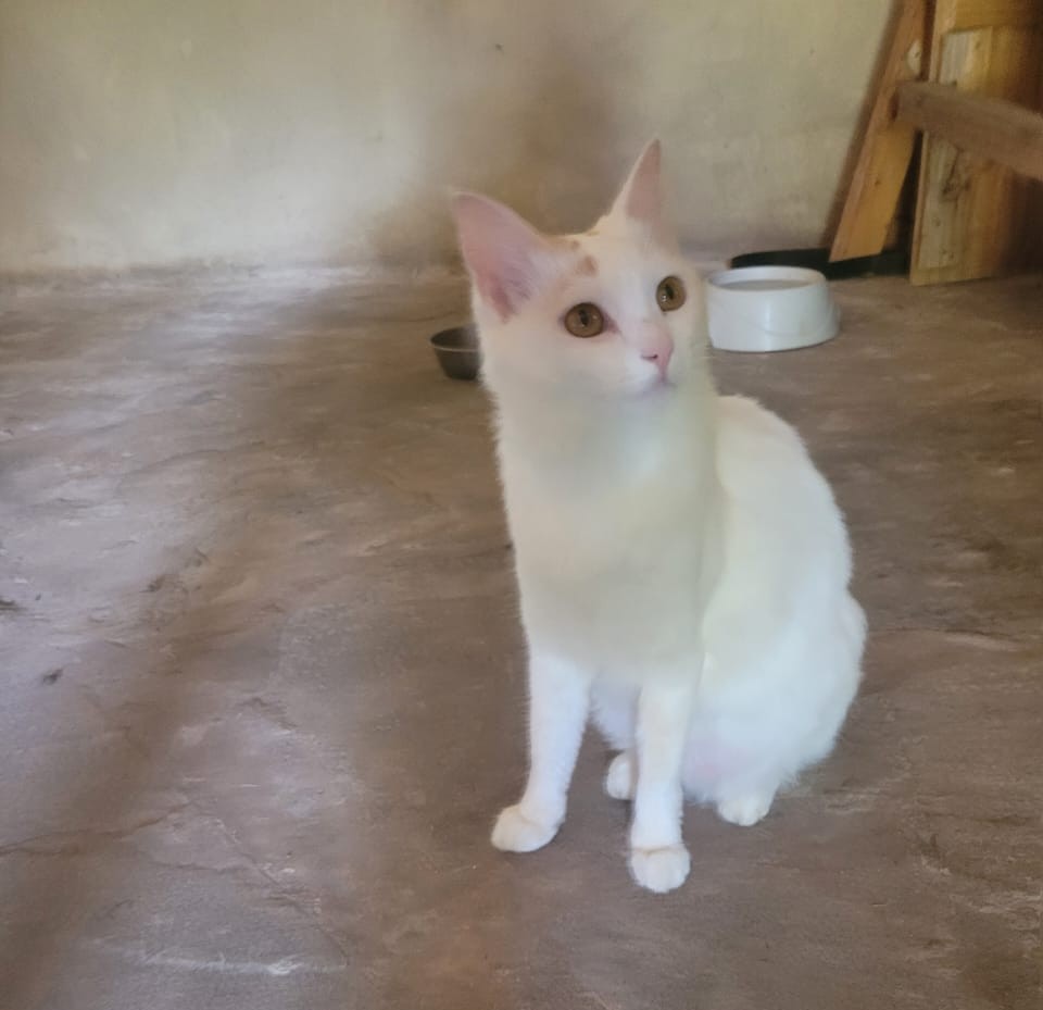 Sponsorship for Bastete