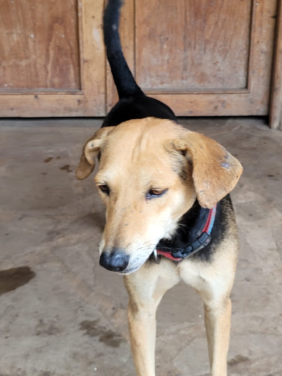 Sponsorship for Tatu