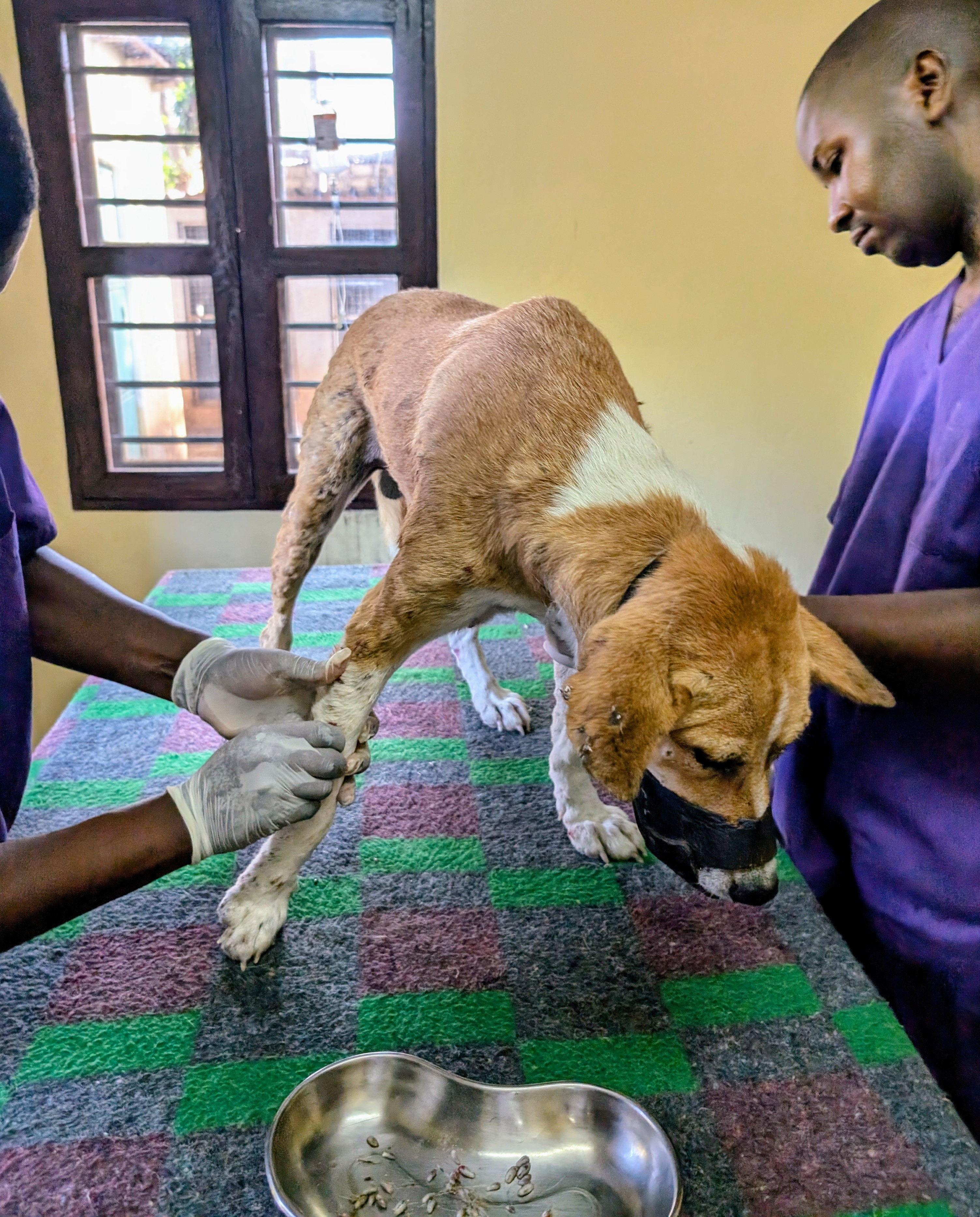 Mango worm treatment