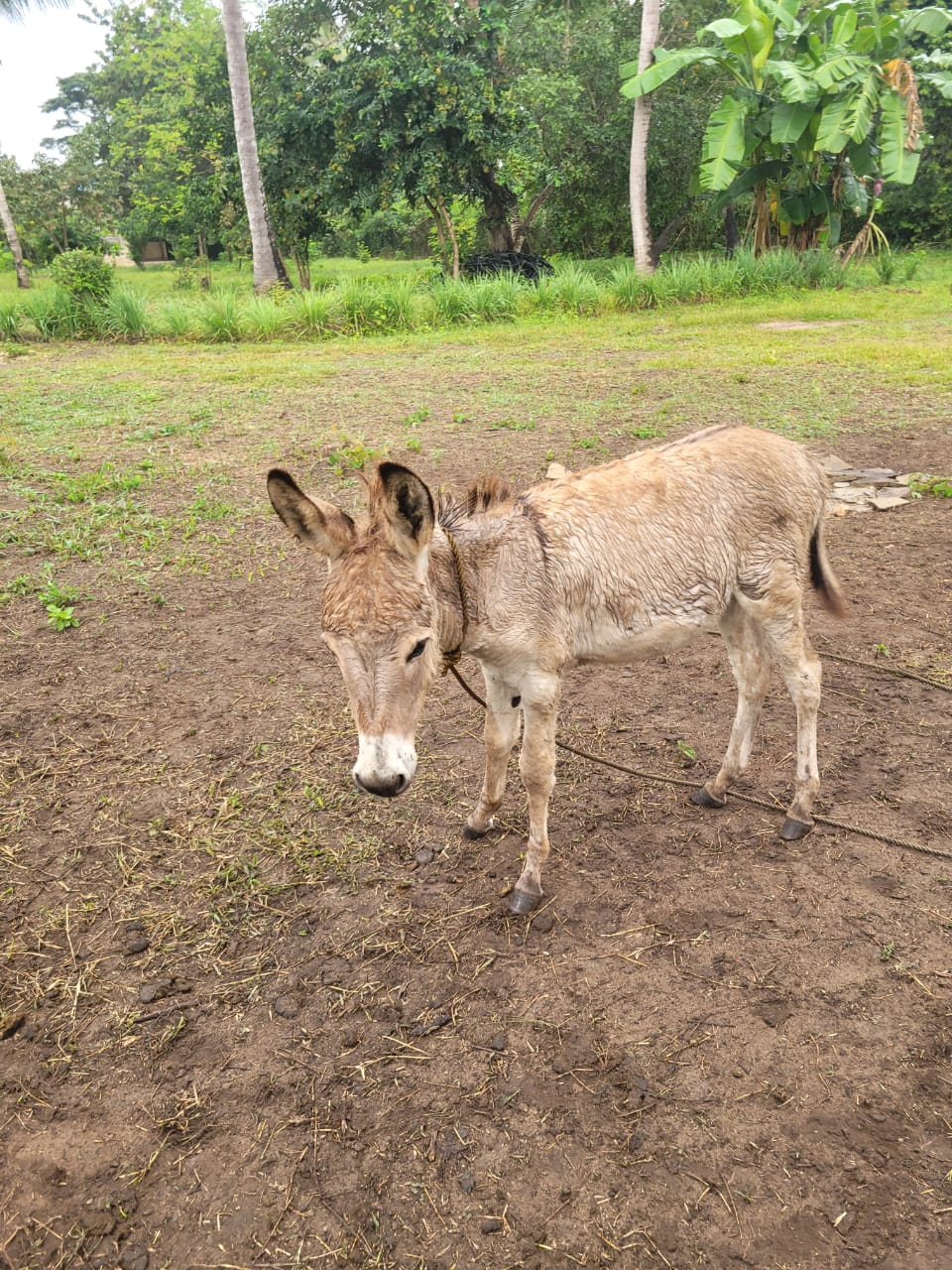 Sponsorship for Emilio