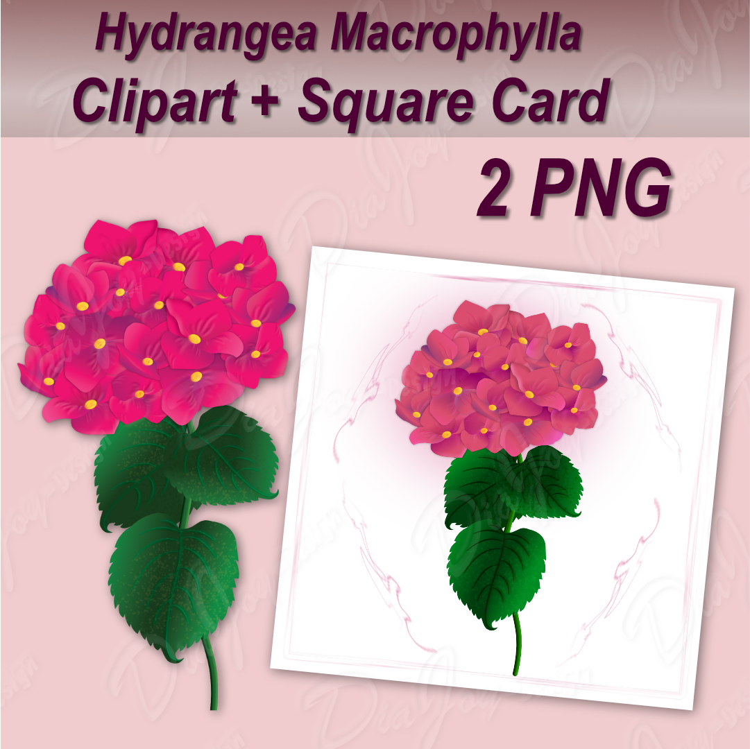 Hydrangea Macrophylla Clipart Set