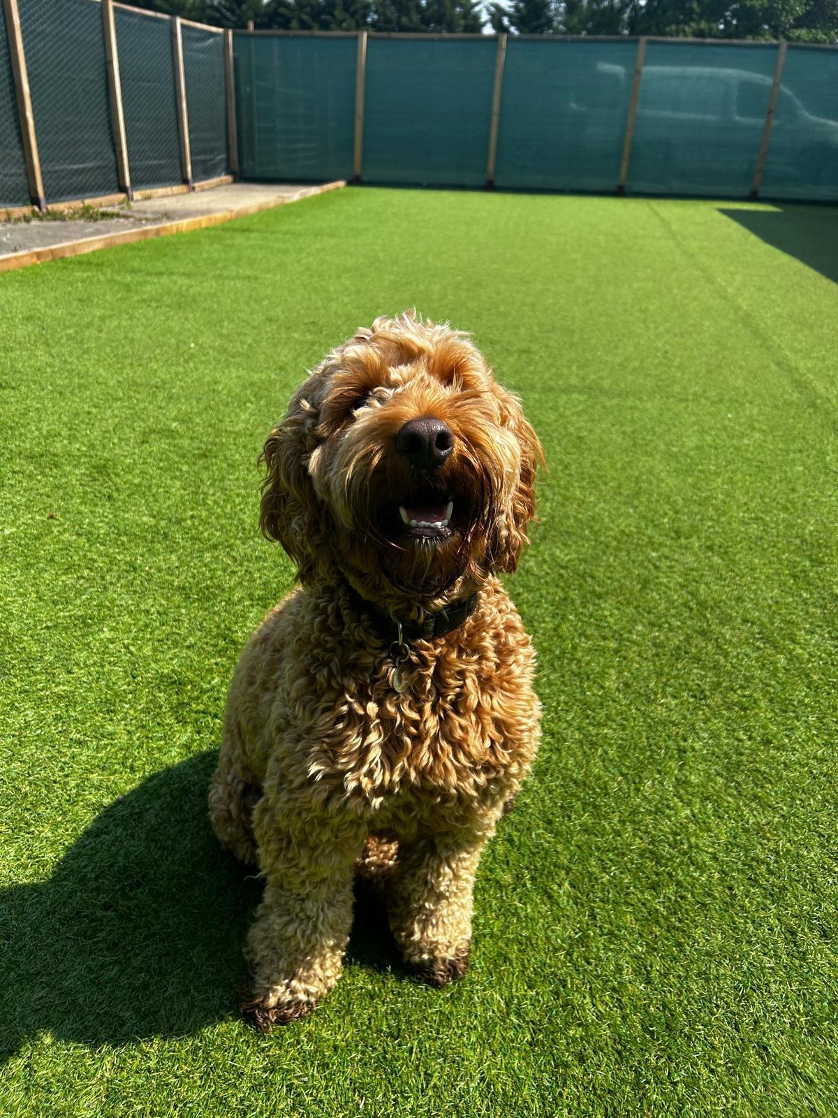 Meet & Greet at our doggy daycare